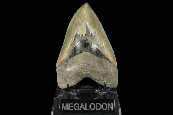 Serrated, Fossil Megalodon Tooth - South Carolina #134278